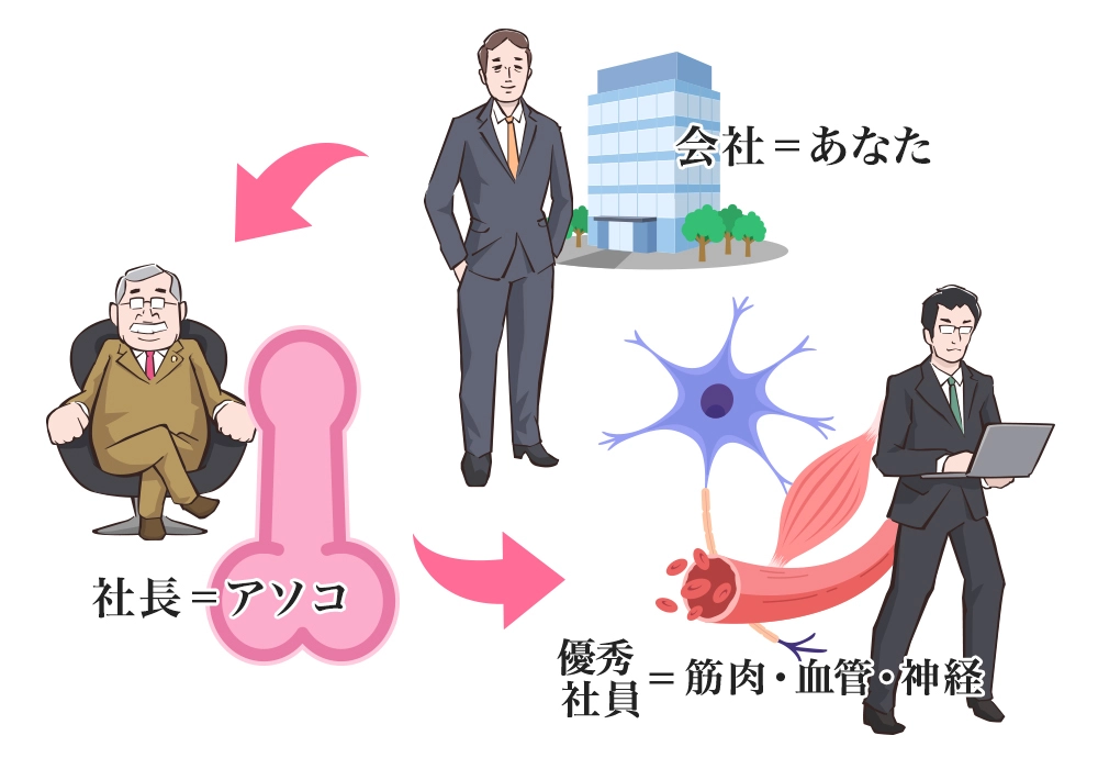 会社⇒男性(あなた)・社長⇒男性器・優秀社員⇒筋肉・血流・神経