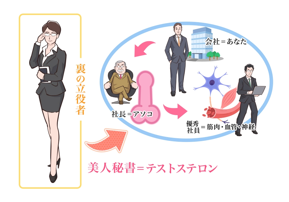 会社⇒男性(あなた)・社長⇒男性器・優秀社員⇒筋肉・血流・神経・裏の立役者美人秘書⇒テストステロン
